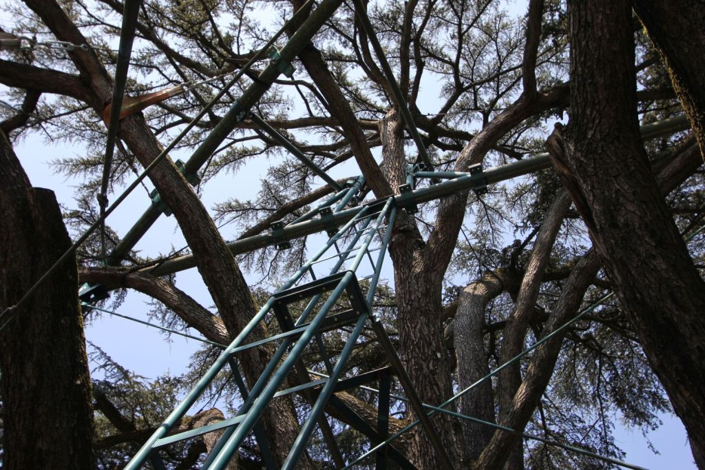 I due cedri del Parco Massari a&nbsp;Ferrara