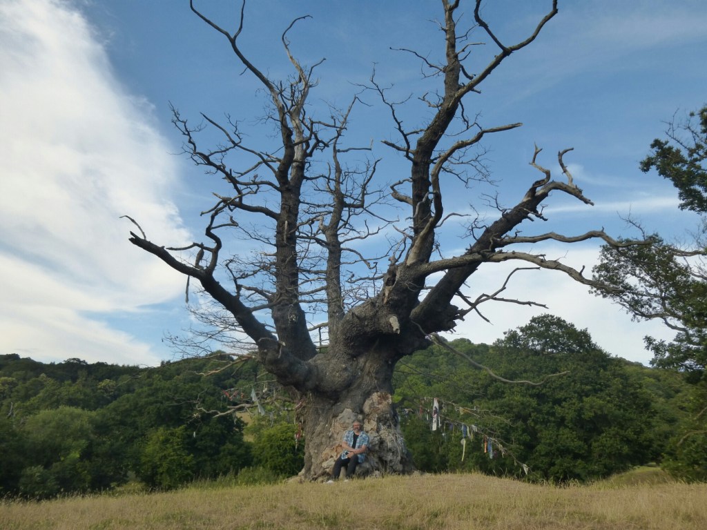 White Leaved Oak in&nbsp;Ledbury