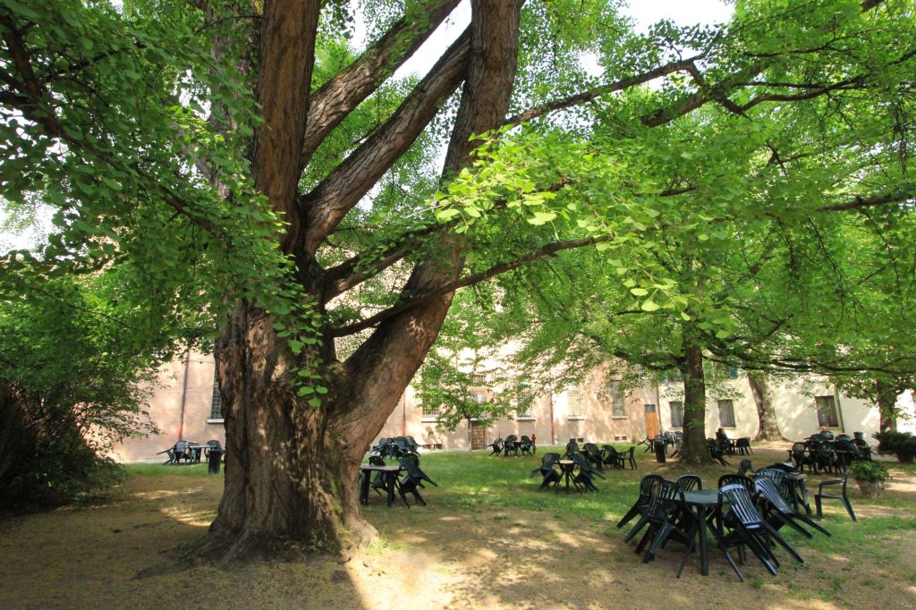 Il ginkgo biloba di Palazzo&nbsp;Paradiso
