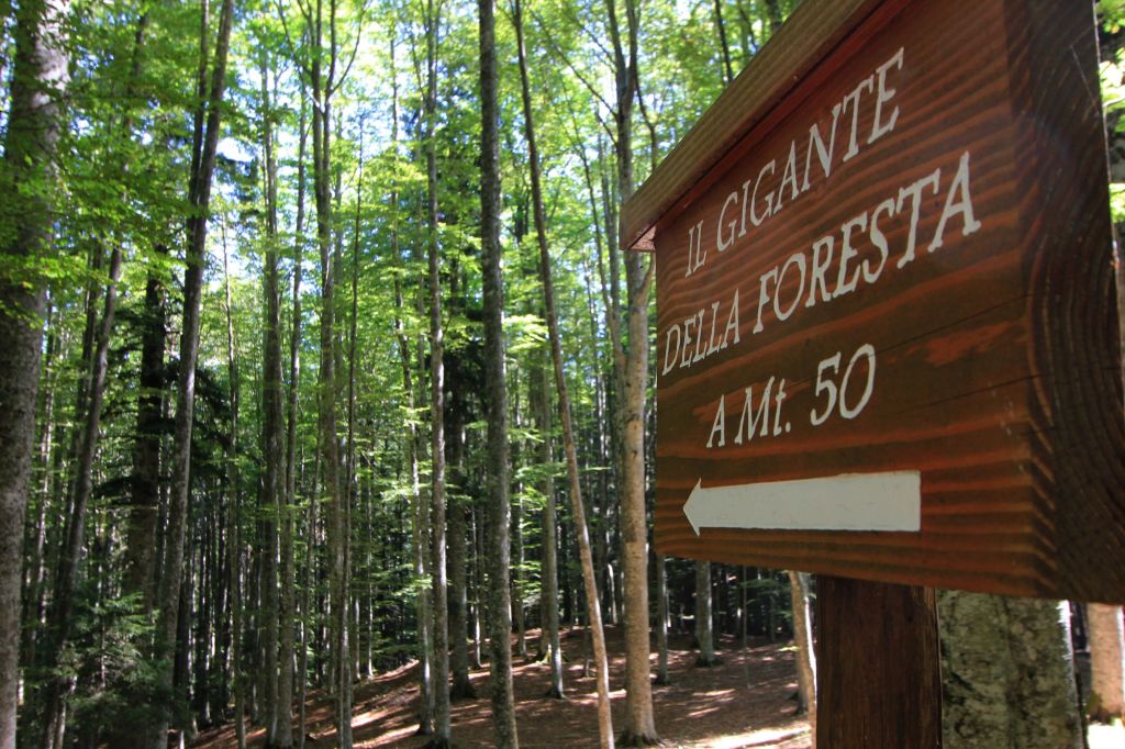 Il re dell’Abetone