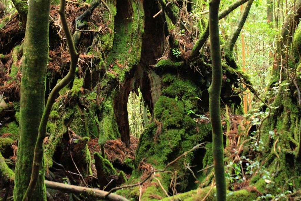 Lo speciale °Gli alberi che raccontano il Giappone° sul sito de La&nbsp;Stampa
