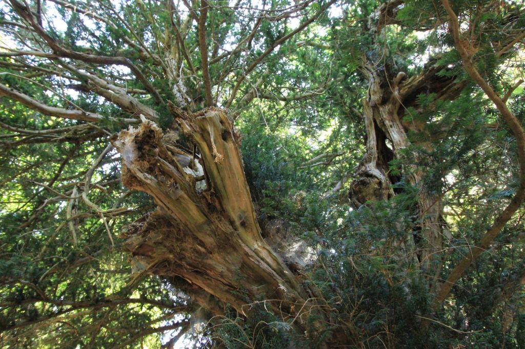 Il maggiore tasso d’Italia a Badde&nbsp;Salighes