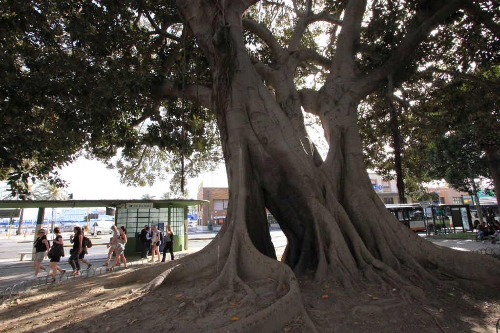 Fra gli alberi monumento di&nbsp;Cagliari