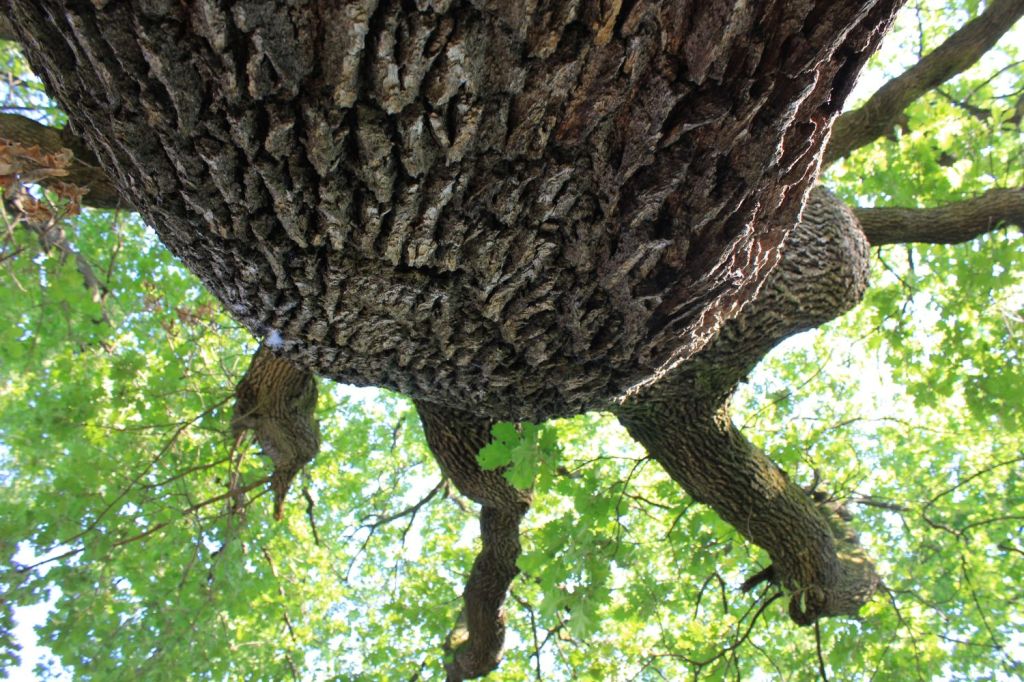 Gli alberi monumento della città di&nbsp;Torino