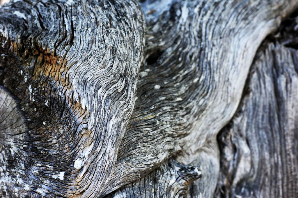 Definizione di Silvobuddismo