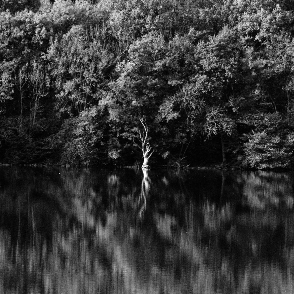 Curiamoci del bosco, è la nostra&nbsp;anima