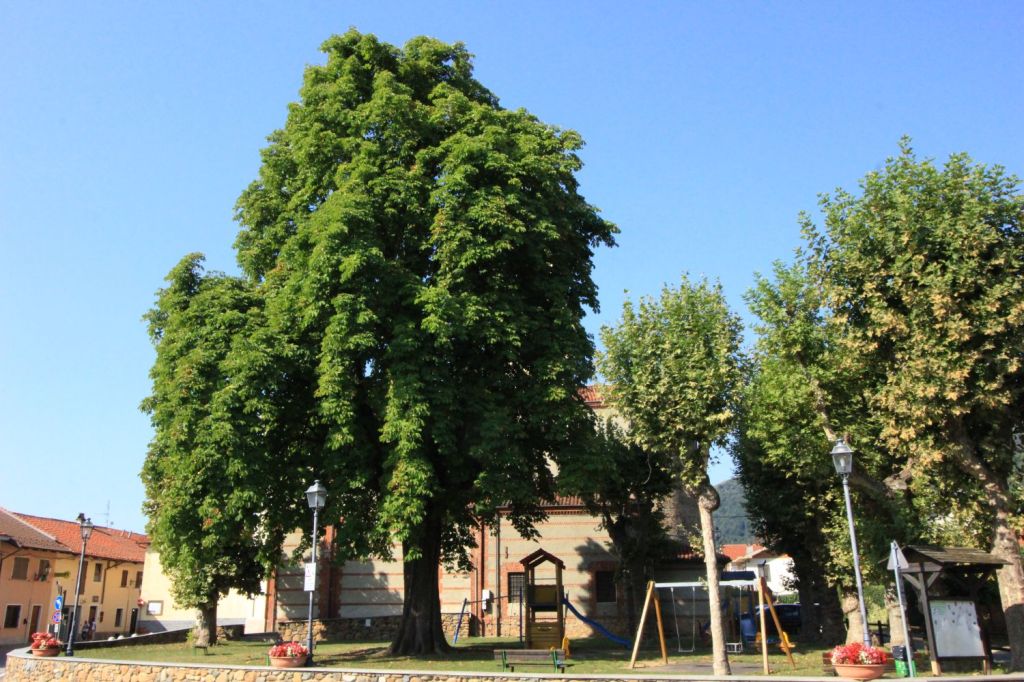 L’ippocastano di La Cassa&nbsp;(TO)