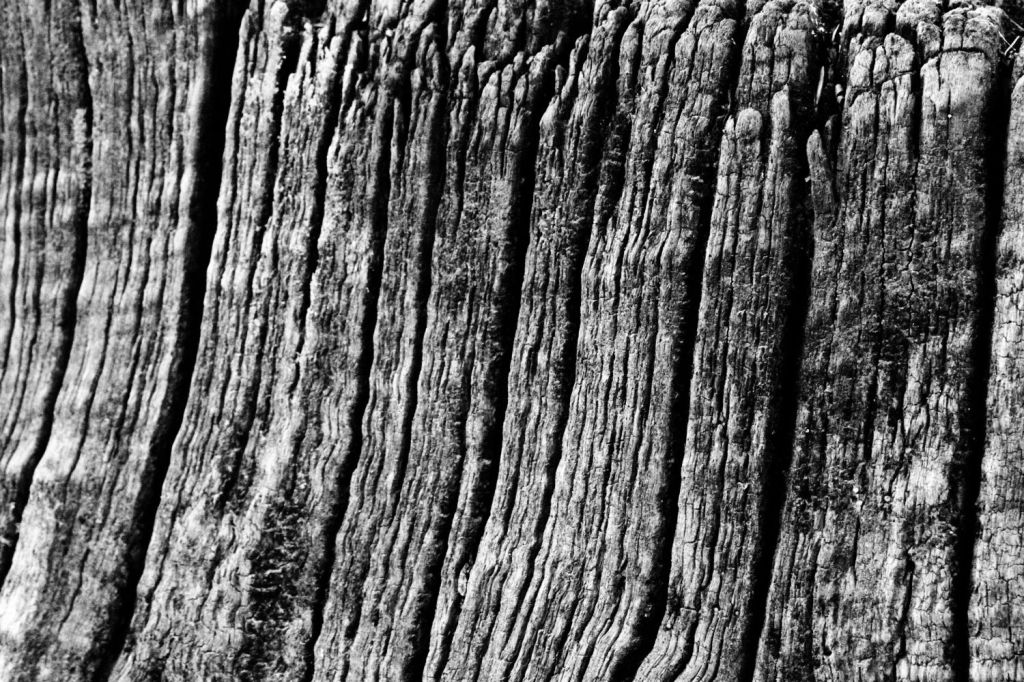 Nuovo scatto serie °Arborgrammaticus”