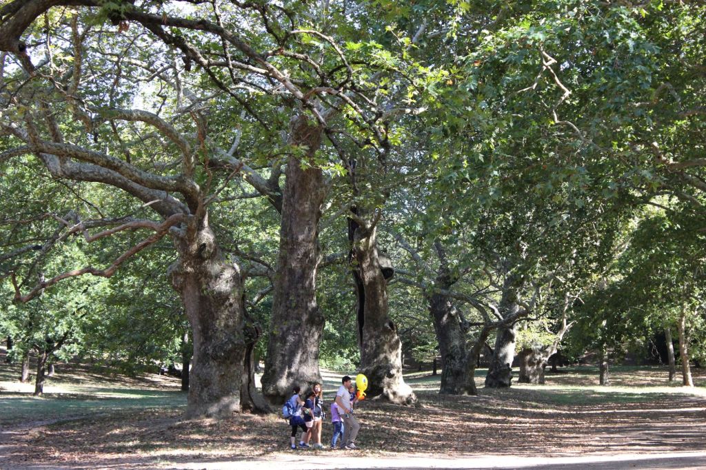 La voce dei grandi alberi di Bologna, Firenze e&nbsp;Roma