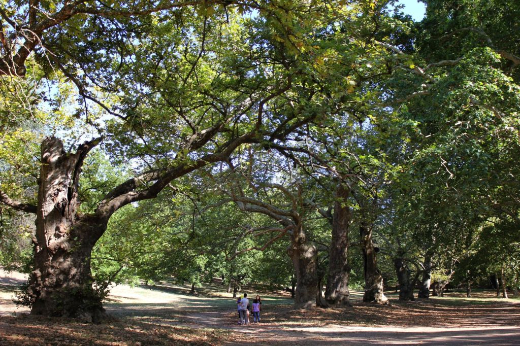 °I giganti silenziosi° a&nbsp;Roma