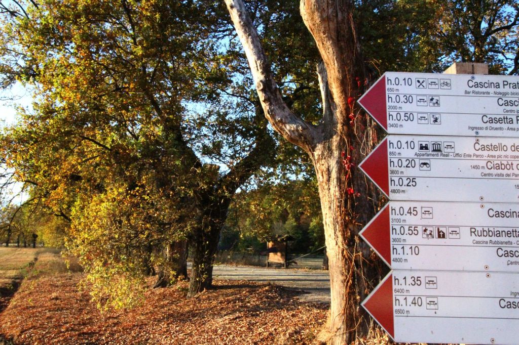 Il primo filare monumentale autoctono del&nbsp;Piemonte