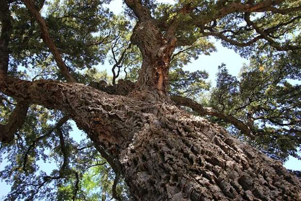 Intervista su °Il piacere della&nbsp;lettura°