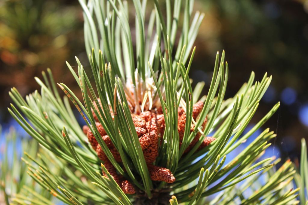 Homo Radix – Articolo su °Cose&nbsp;Nostre°