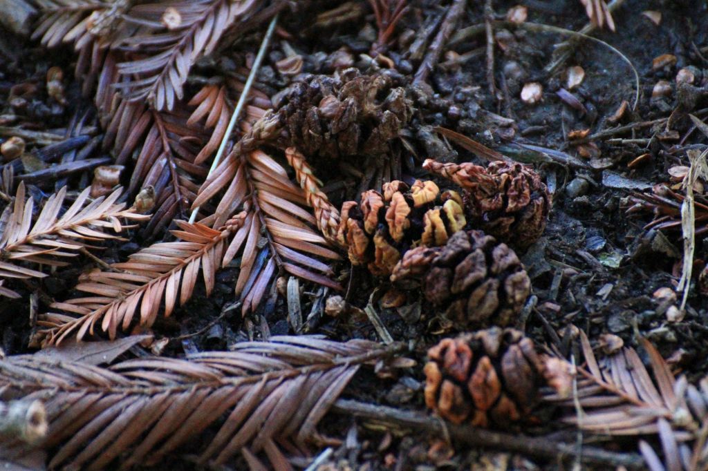 Se gli scrittori sentono il richiamo della&nbsp;foresta