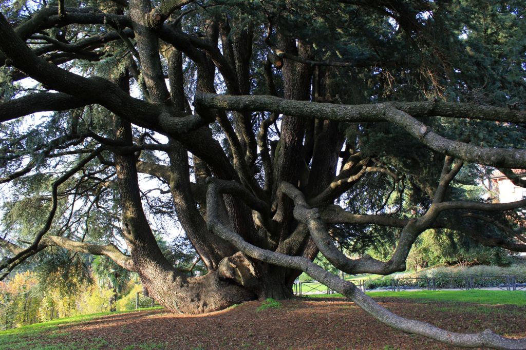 Il cedro di Villa&nbsp;Mirabello
