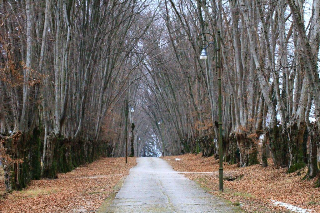 Le sontuose “carpenade” del parco di Villa&nbsp;Gaggia