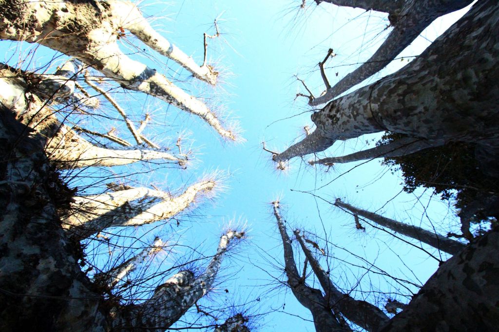 I platani bicentenari di&nbsp;Grugliasco