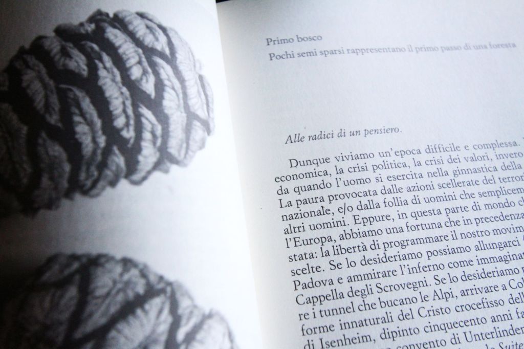 Il bosco è un mondo – Pochi semi sparsi rappresentano il primo passo di una&nbsp;foresta