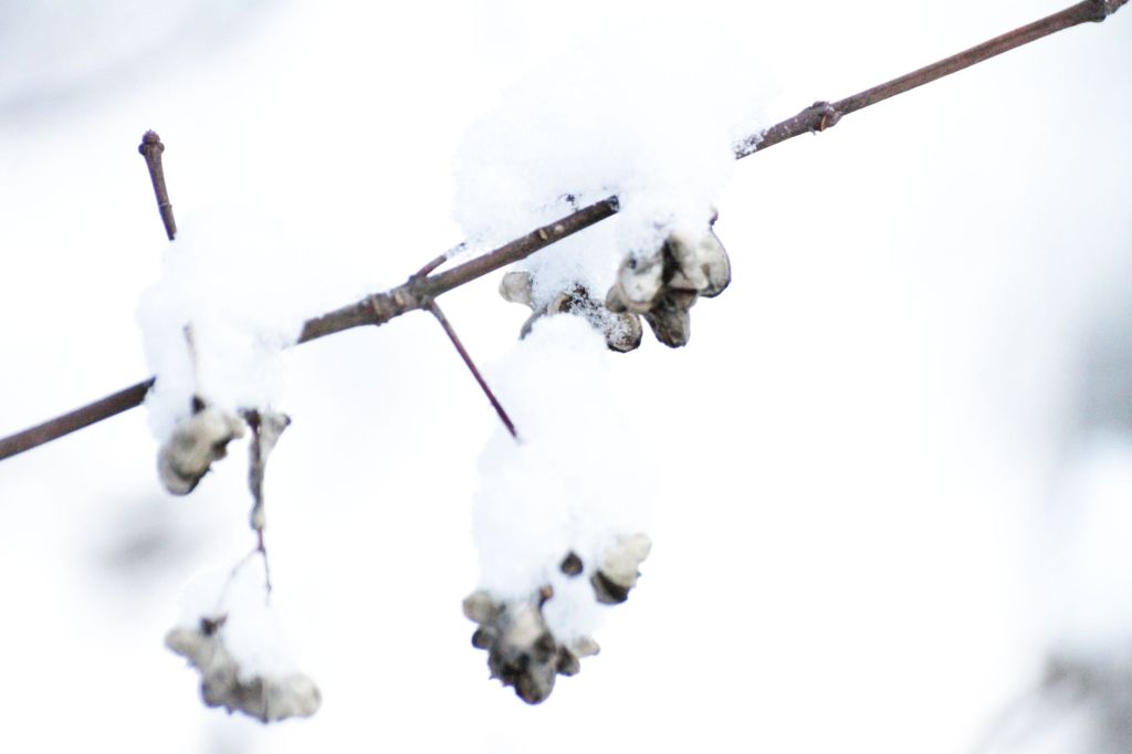 Meditazione della neve