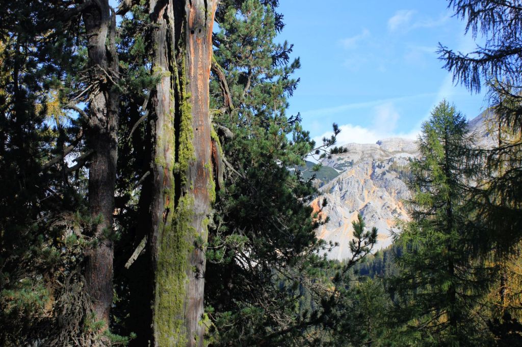 Un Homo Radix a&nbsp;Fahrenheit