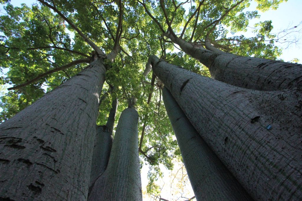 Visita ai tesori del Real Orto Botanico di&nbsp;Napoli