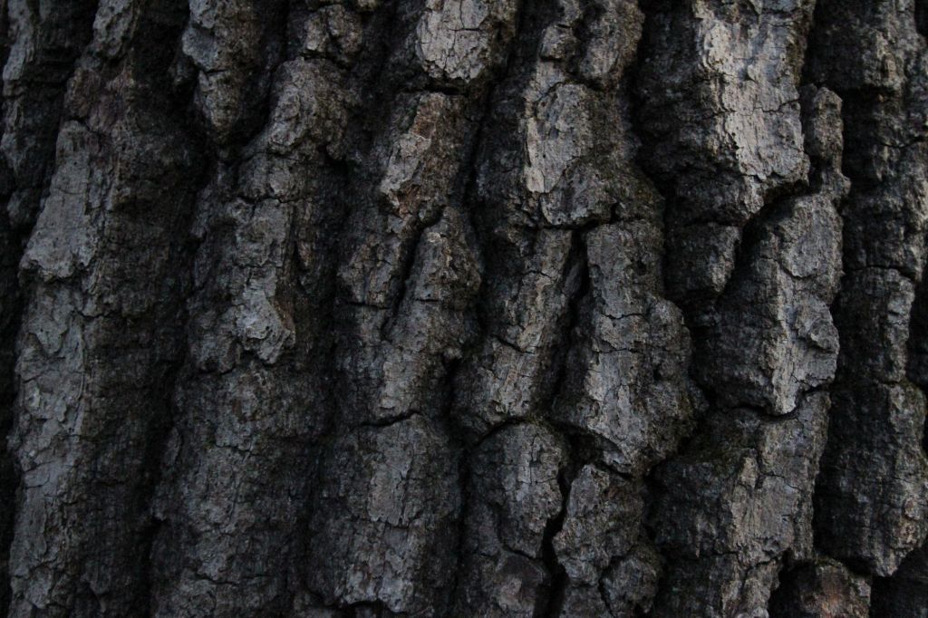 Una poesia per il Festival della Letteratura&nbsp;Verde