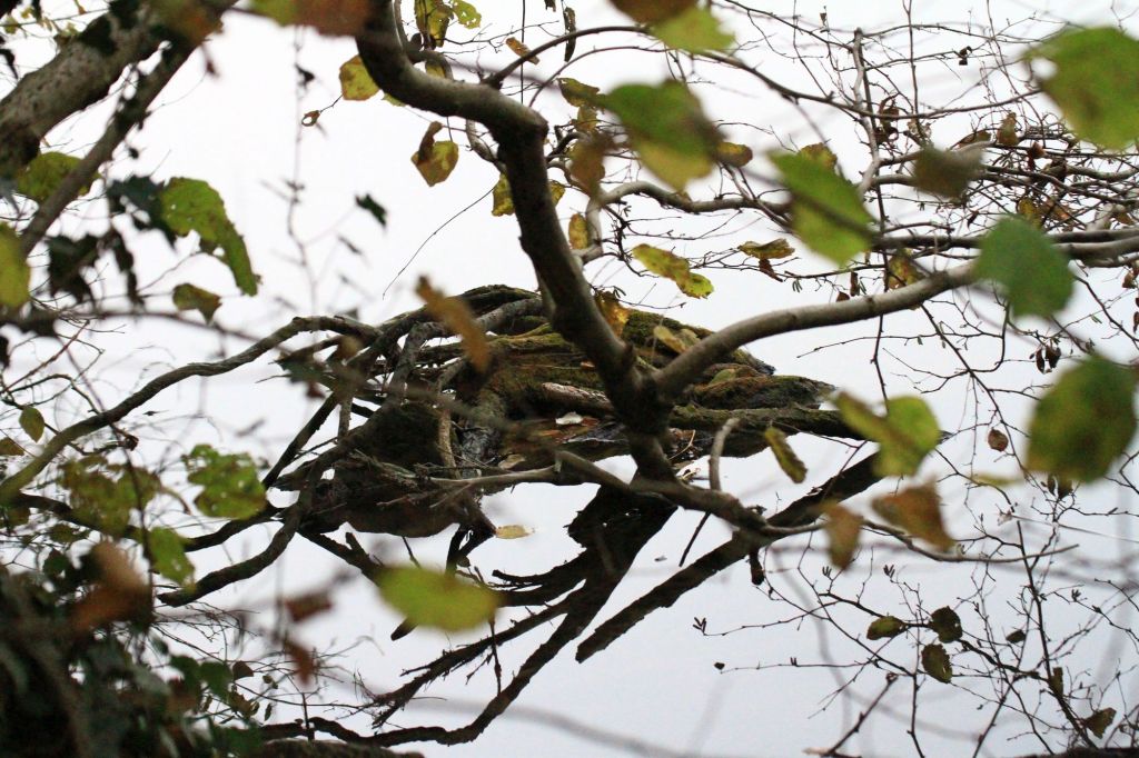 Il silenzio che ci abita e unisce al&nbsp;cosmo