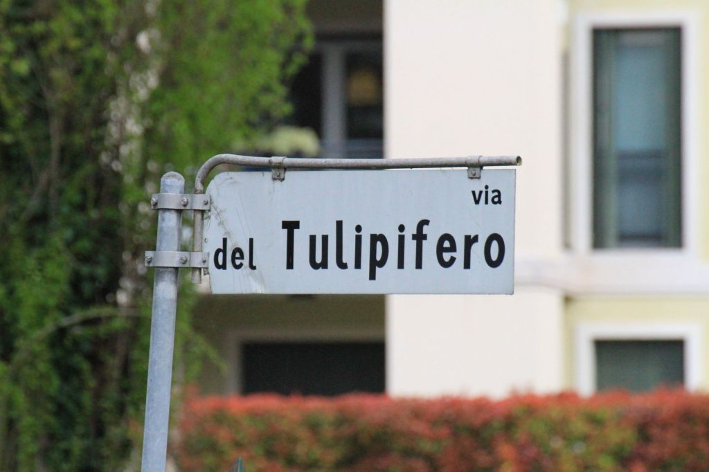 Il tulipifero di Porcia&nbsp;(PN)