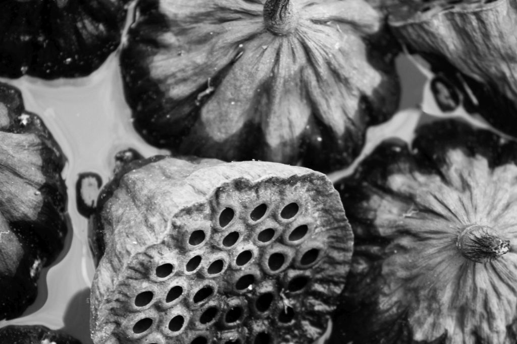 °Poesie creaturali – Un bosco in&nbsp;versi°