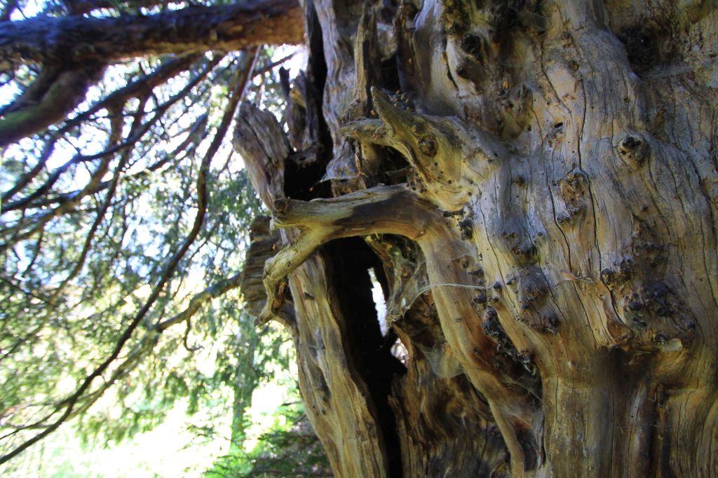 Scultura vivente e&nbsp;rabbiosa