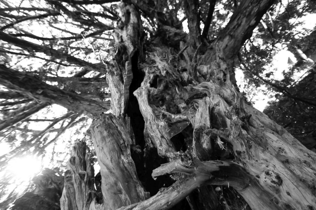 Il tasso millenario dell’Alto&nbsp;Adige