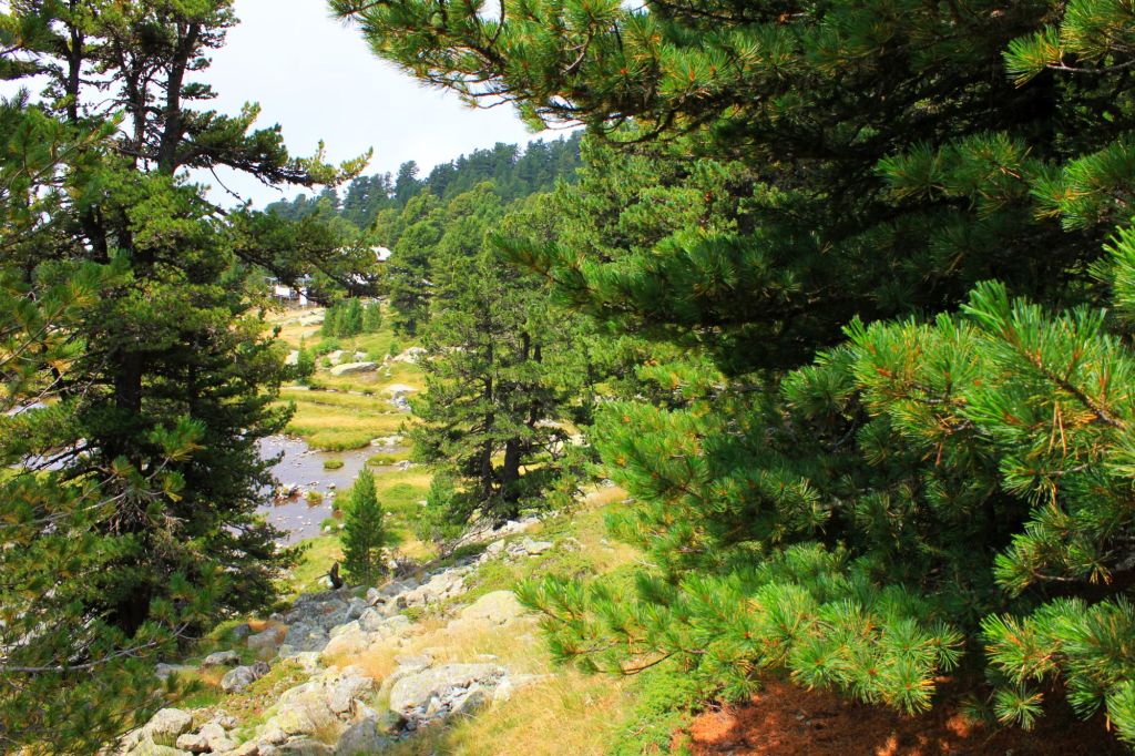 Tre giorni di Dendrosofia in&nbsp;Piemonte