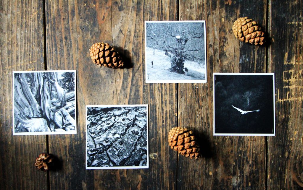 La poesia di Tiziano Fratus secondo Franca&nbsp;Alaimo