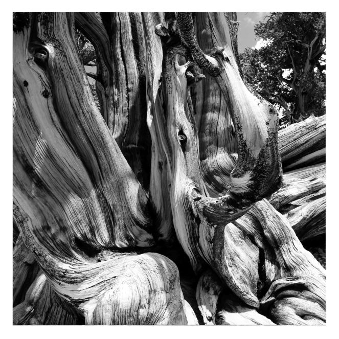 Della poesia su Il&nbsp;Manifesto