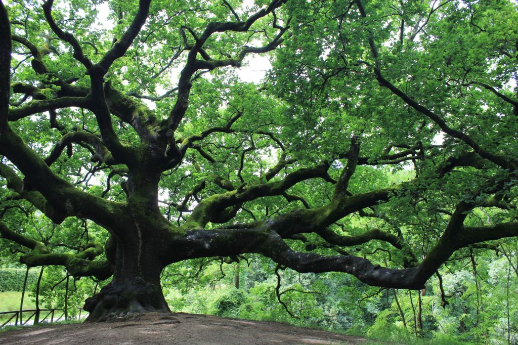 Homo Radix: una mostra fotografica, un libro, un evento di&nbsp;moda