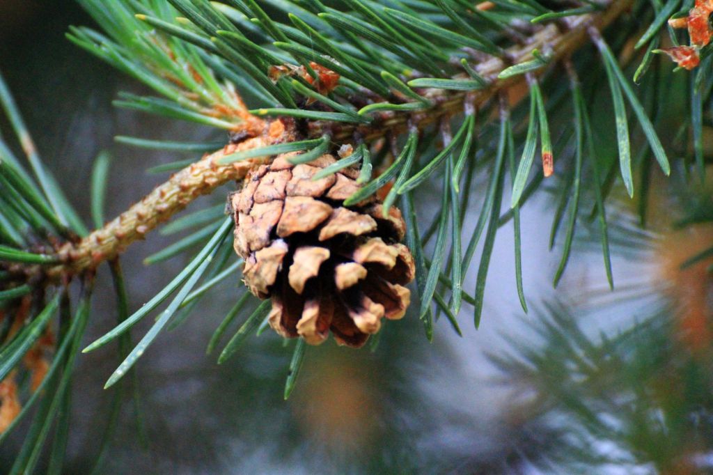 Atti di poesia e dendrosofia in Valle&nbsp;d’Aosta