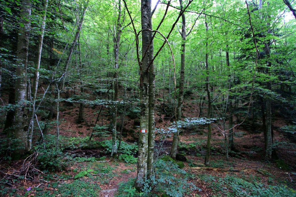 Omaggio forestale all’anima di Dino&nbsp;Campana