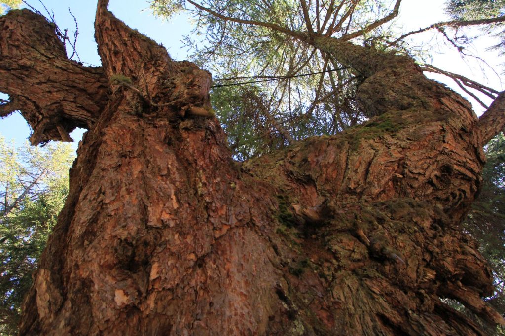 Spirito Larix maxima