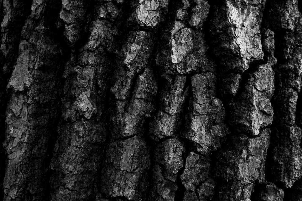 Podcast °La terra ha le sue&nbsp;voci°