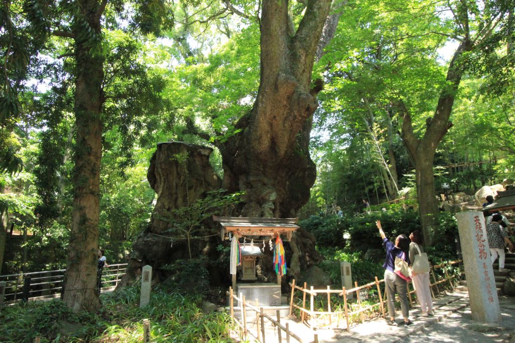 Nasce Arbotheca – Una foresta di voci e di&nbsp;storie