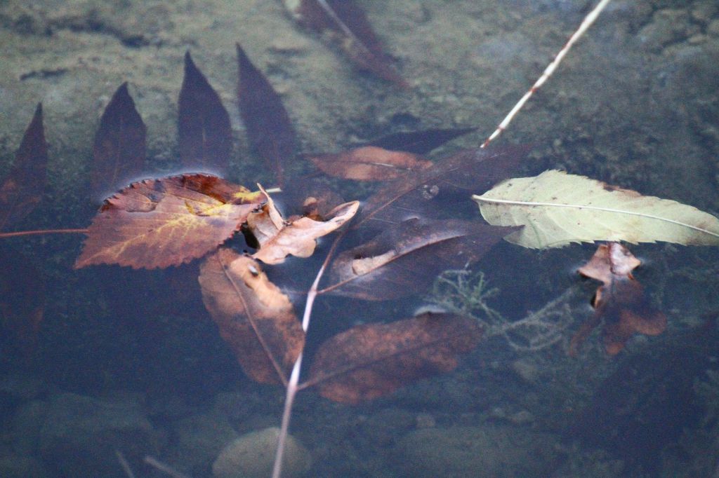 Le uniche bibbie&nbsp;consultabili