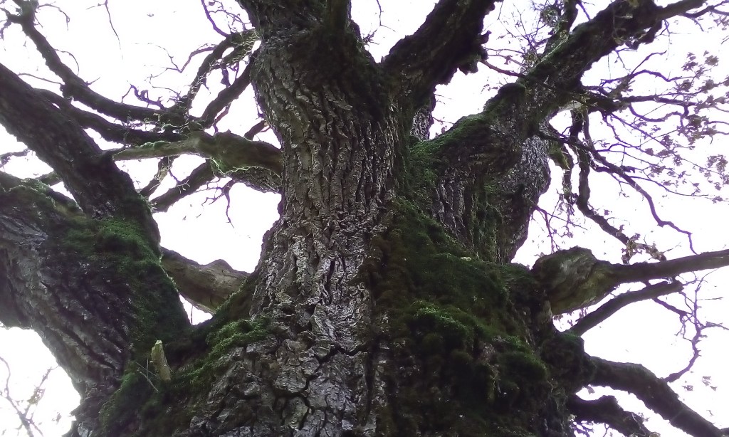 La Quercia Madre di Borgo&nbsp;Valsugana