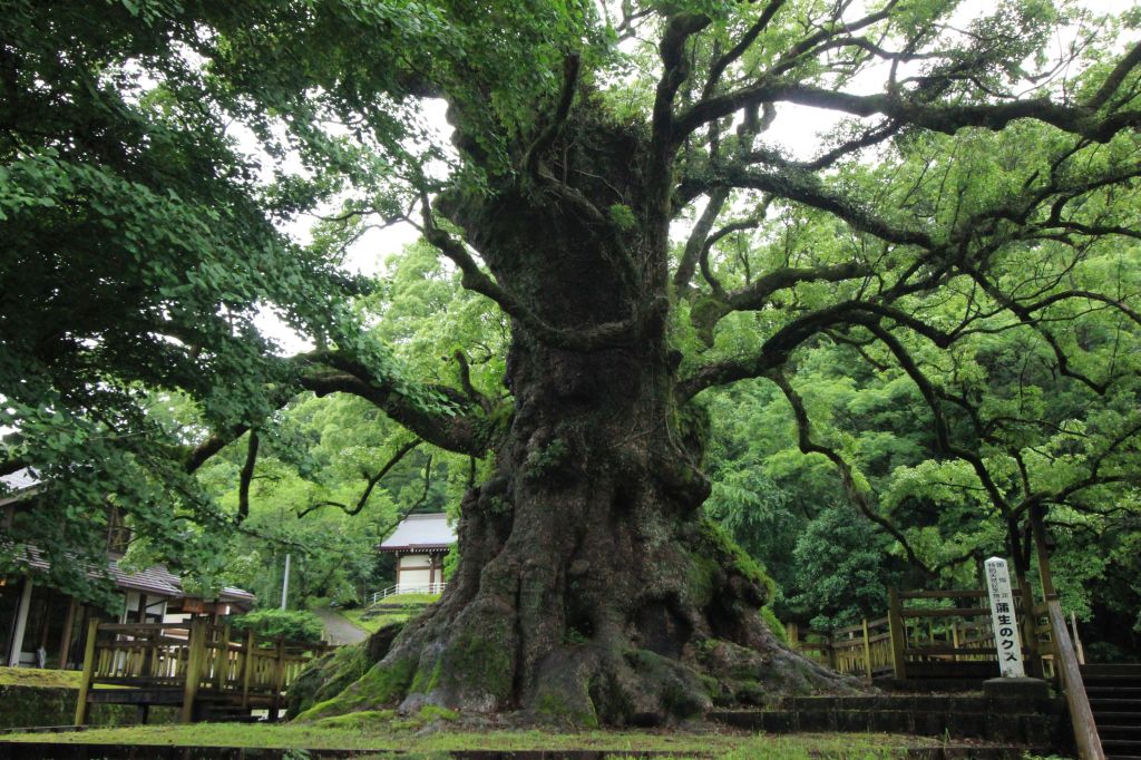 C’è un uomo che medita ai piedi di un&nbsp;albero