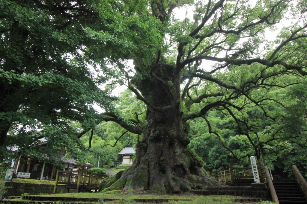 Il più largo alberi del&nbsp;Giappone