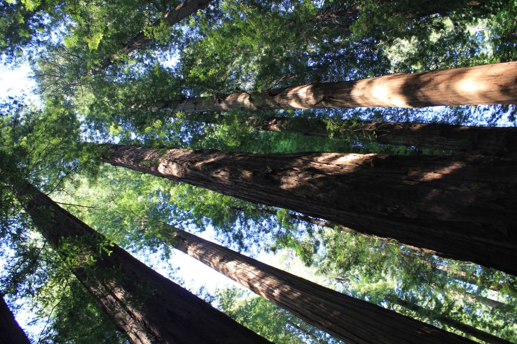 Gli alberi più alti del&nbsp;pianeta