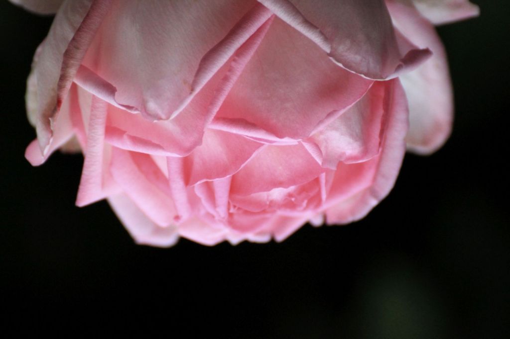 Il romanzo della&nbsp;rosa