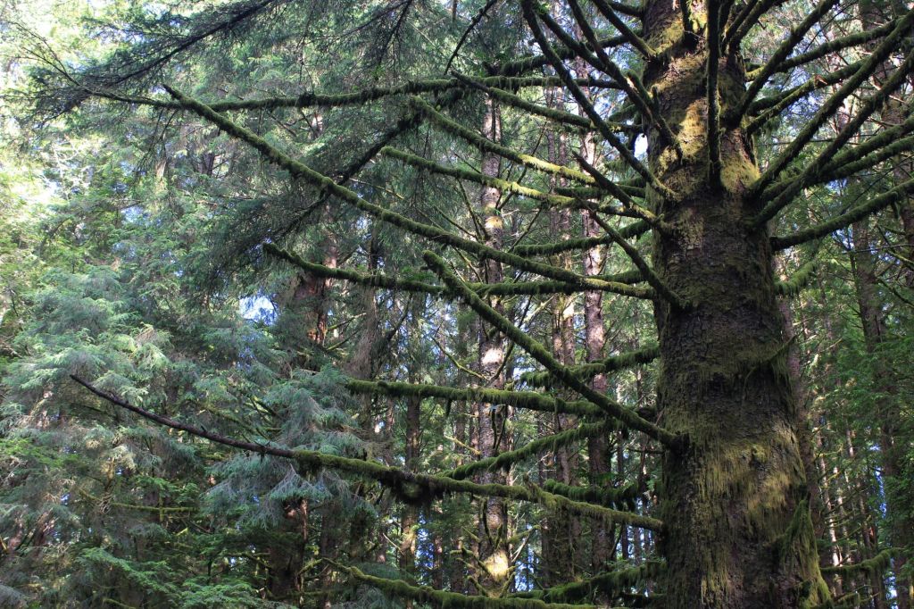 Thoreau, una vita&nbsp;disobbediente