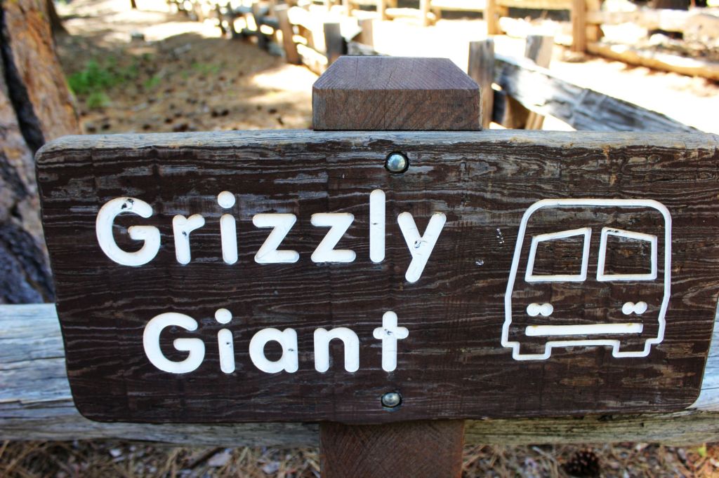 Grizzly Giant