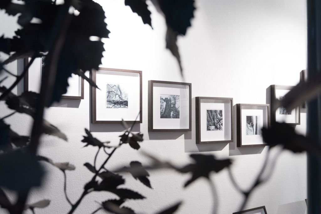 Una passeggiata silvestre per&nbsp;immagini