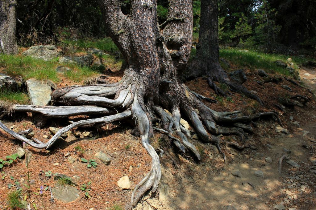 Foreste in lockdown e un ricordo di Gianpietro Sono&nbsp;Fazion